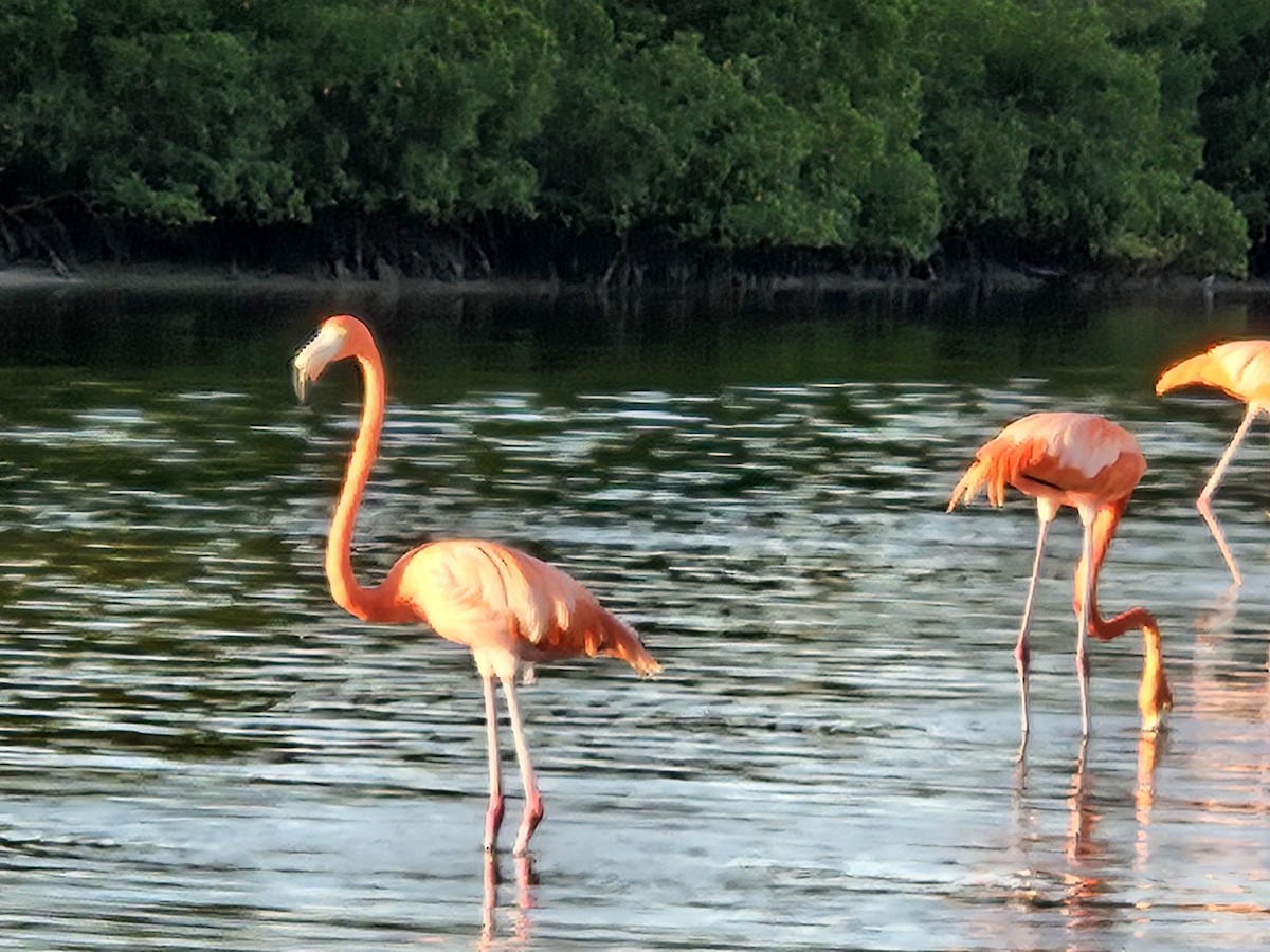 American Flamingo - ML612606885