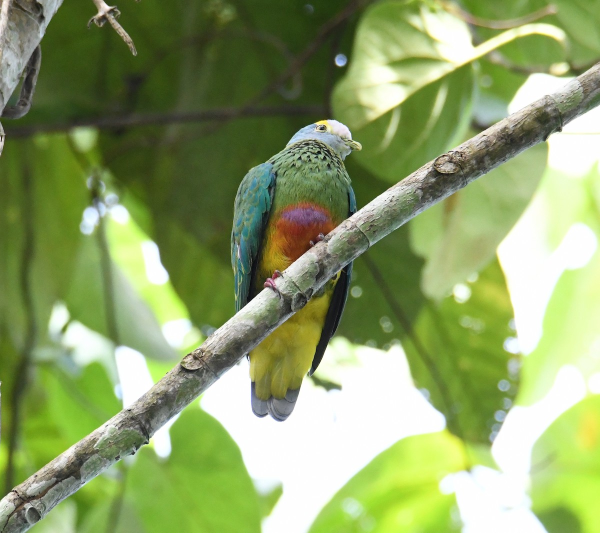 Coroneted Fruit-Dove - ML612606899