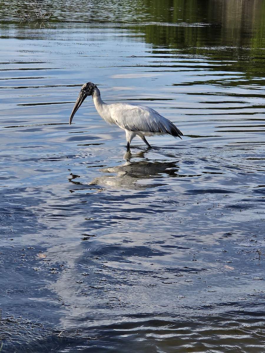 Wood Stork - ML612606900