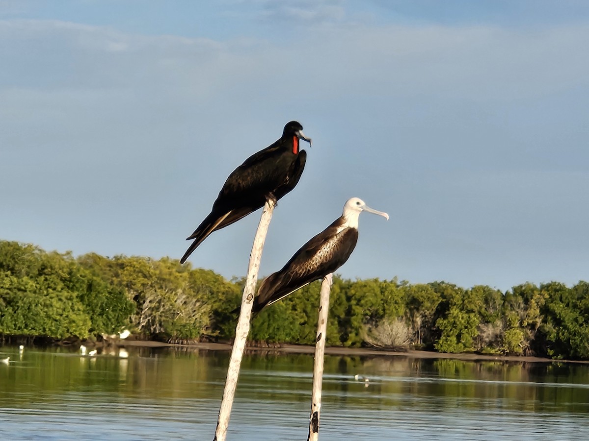 Magnificent Frigatebird - ML612606908