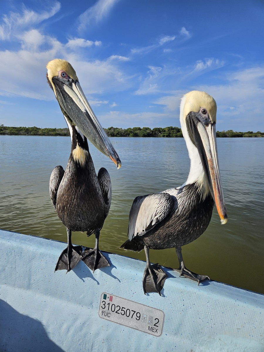Brown Pelican - ML612606921