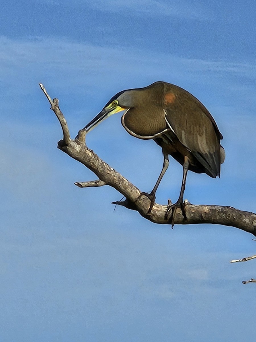 Bare-throated Tiger-Heron - ML612606935