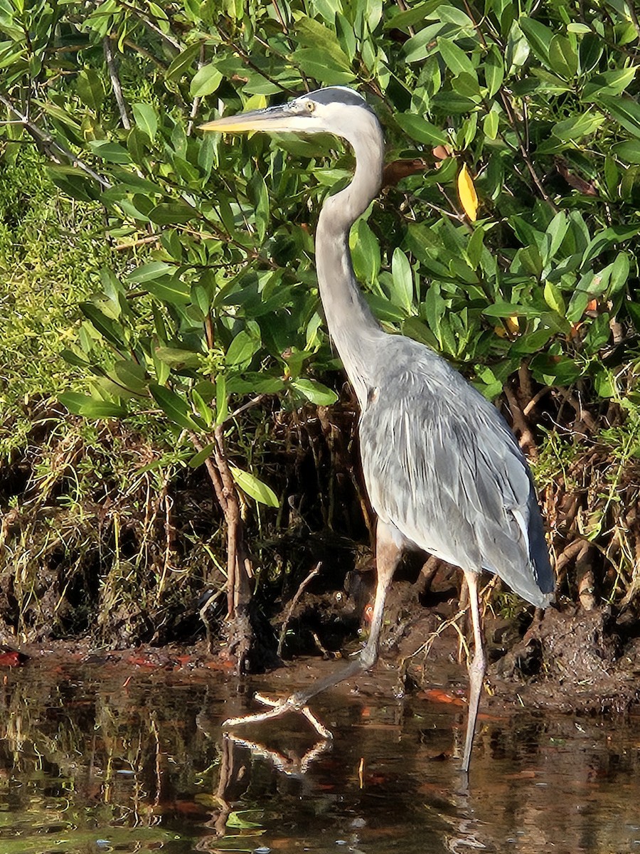 Great Blue Heron - ML612606947