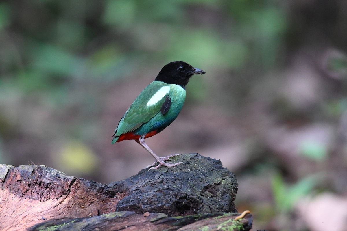 Eastern Hooded Pitta - ML612606948