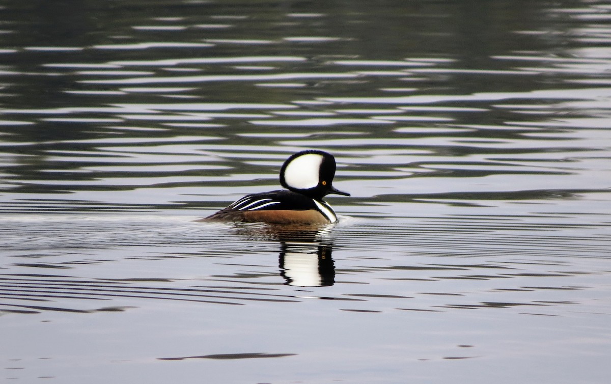 Hooded Merganser - ML612606987