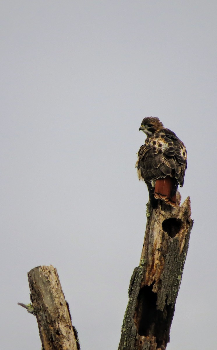 Red-tailed Hawk - ML612606988