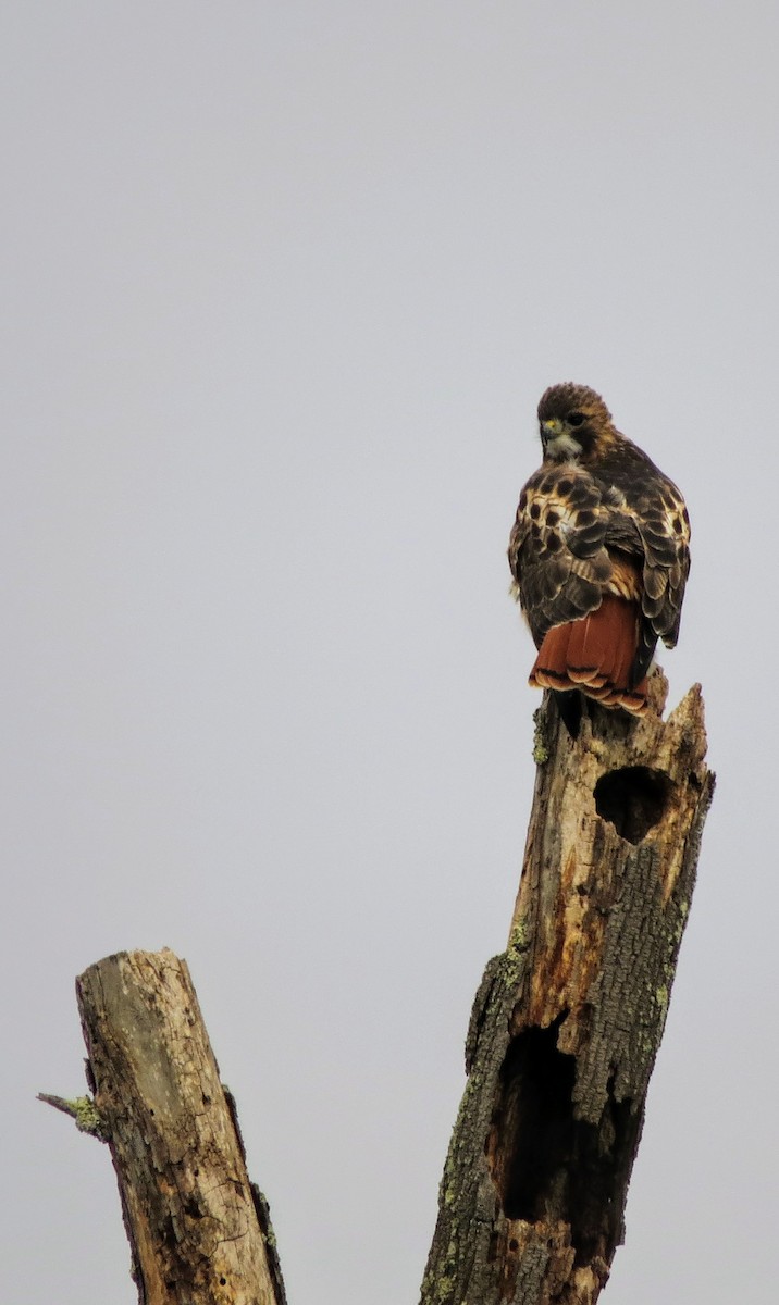 Red-tailed Hawk - ML612606989