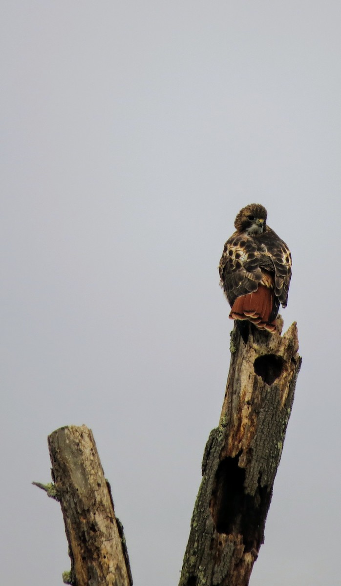 Red-tailed Hawk - ML612606990