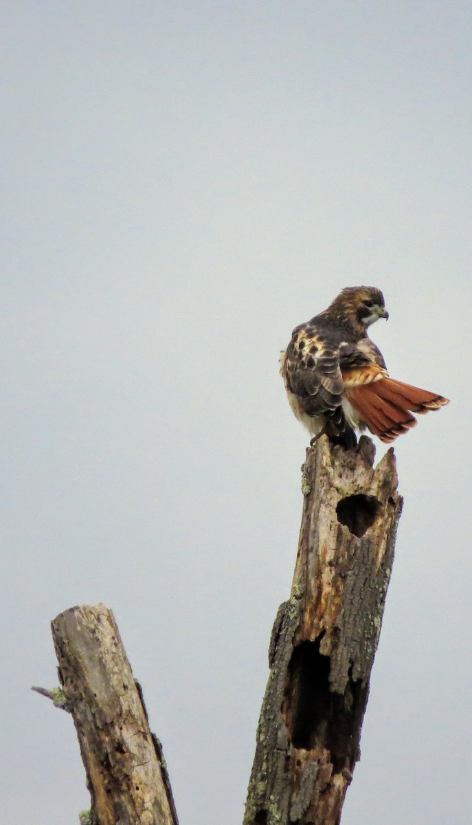 Red-tailed Hawk - ML612606991