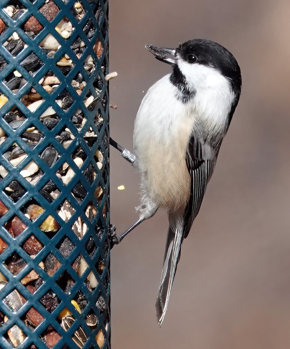 Black-capped Chickadee - ML612607007