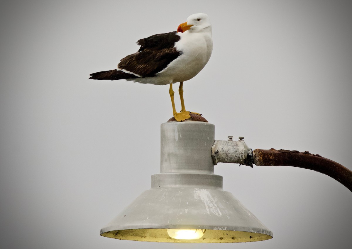 Pacific Gull - ML612607016