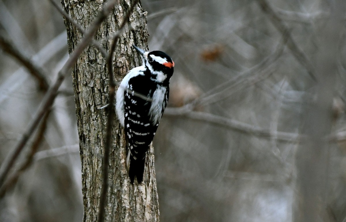 Hairy Woodpecker - jean pierre machet