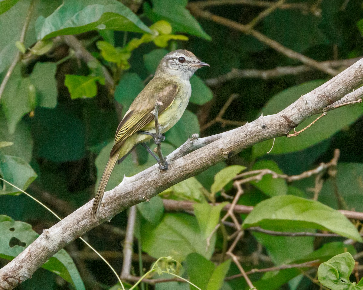 Greenish Elaenia - ML612607095