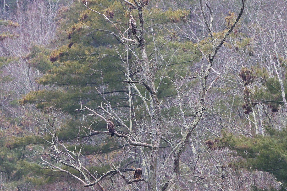 Bald Eagle - ML612607200