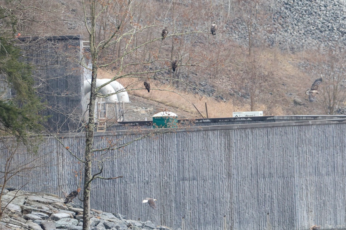 Bald Eagle - ML612607201