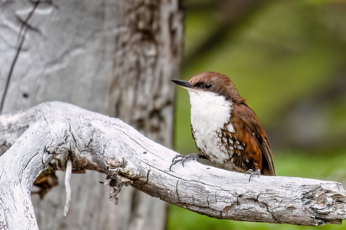 White-throated Treerunner - ML612607214