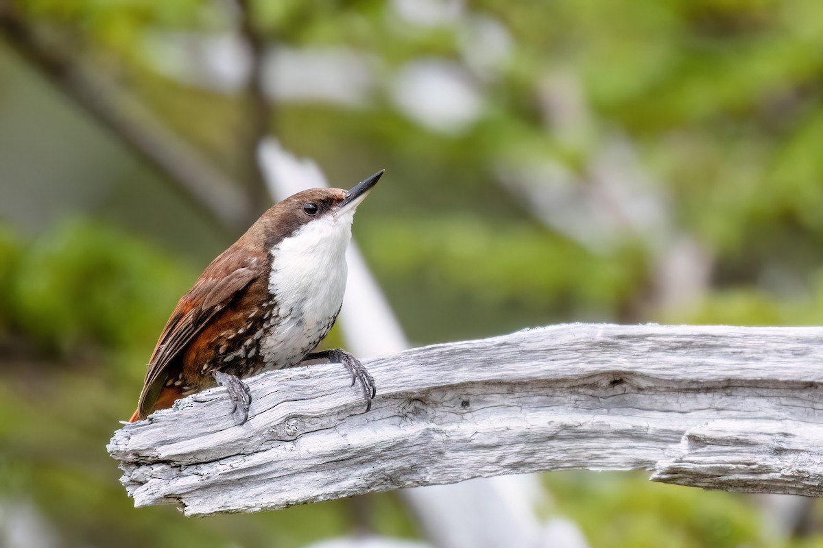 White-throated Treerunner - ML612607215