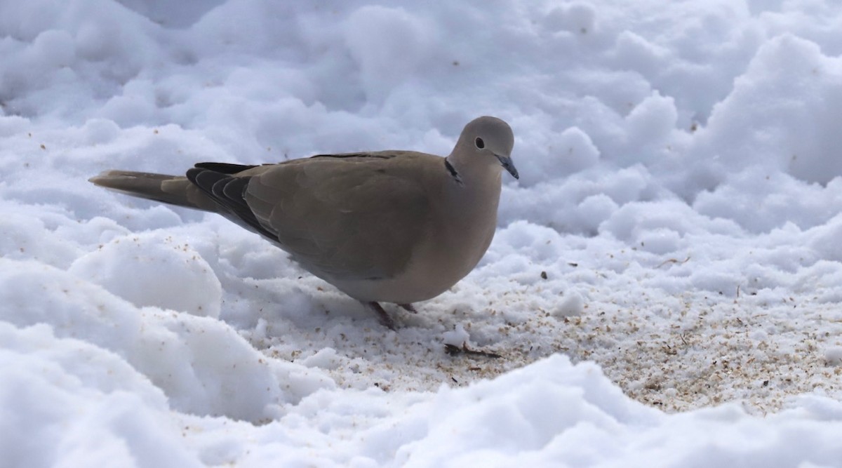 Eurasian Collared-Dove - ML612607235