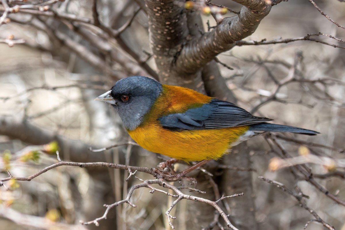 Patagonian Sierra Finch - ML612607236