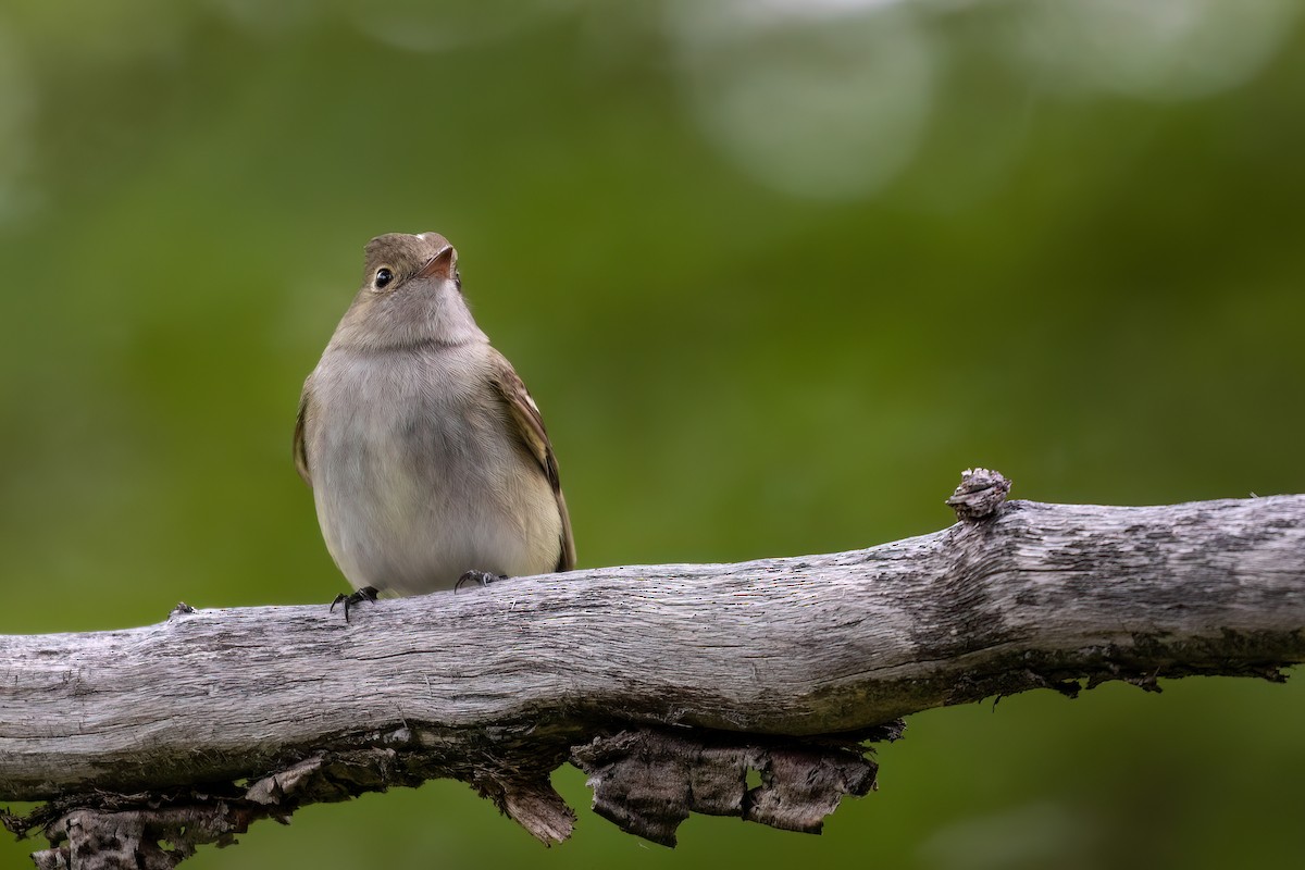 White-crested Elaenia - Marcos Eugênio Birding Guide