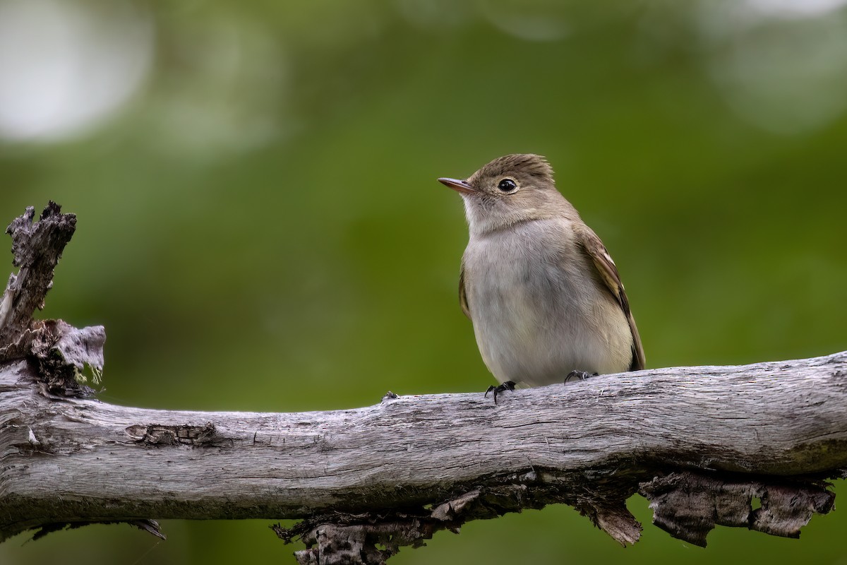 White-crested Elaenia - ML612607254