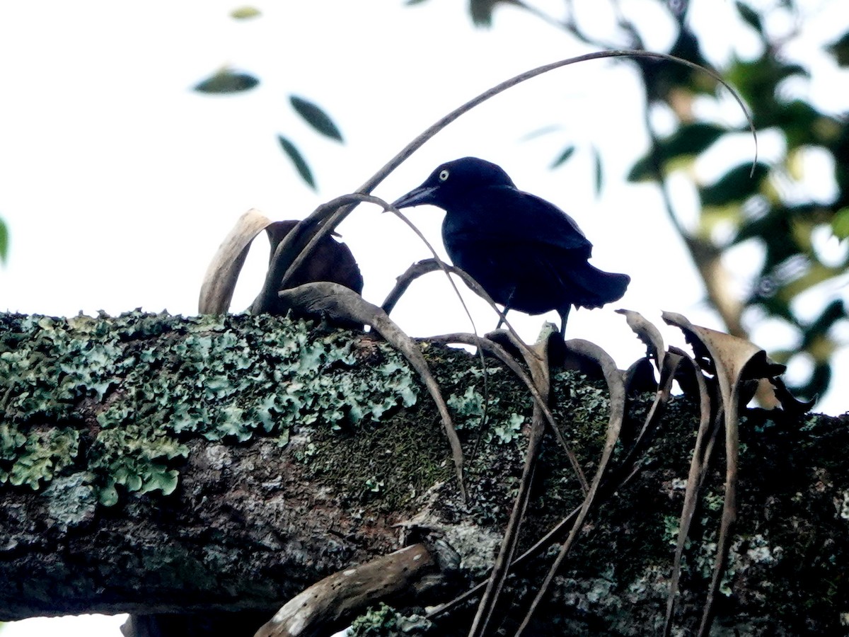 Greater Antillean Grackle - ML612607258