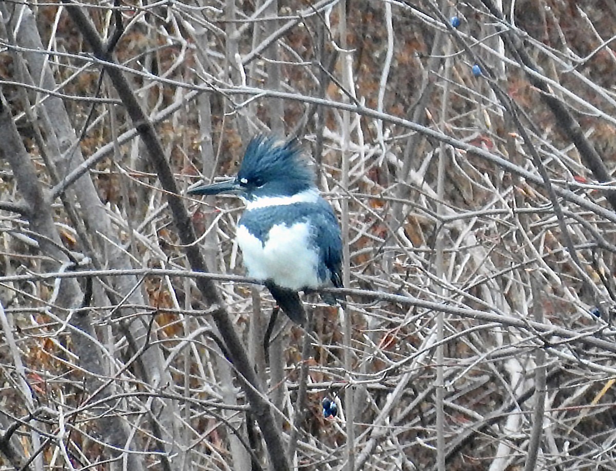 Belted Kingfisher - ML612607266