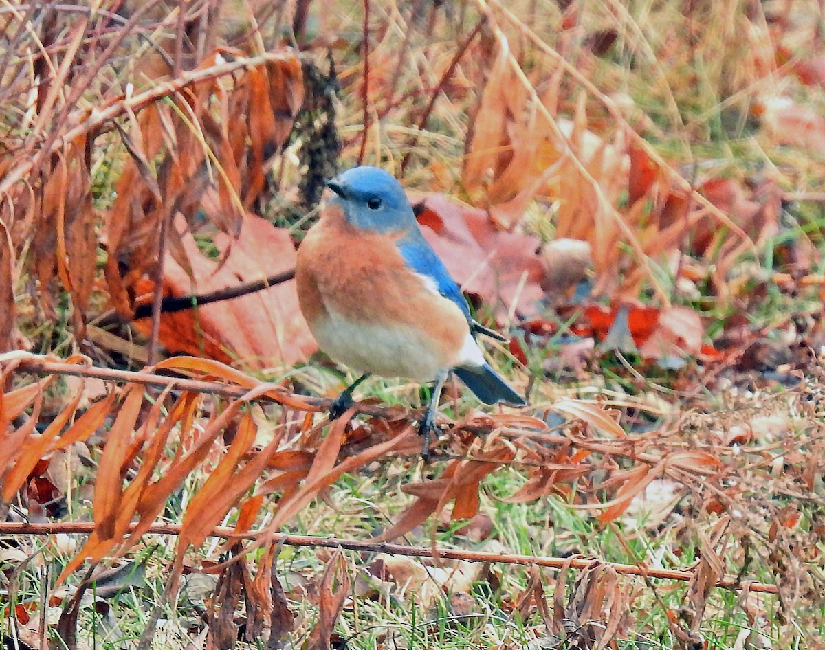 Eastern Bluebird - ML612607282