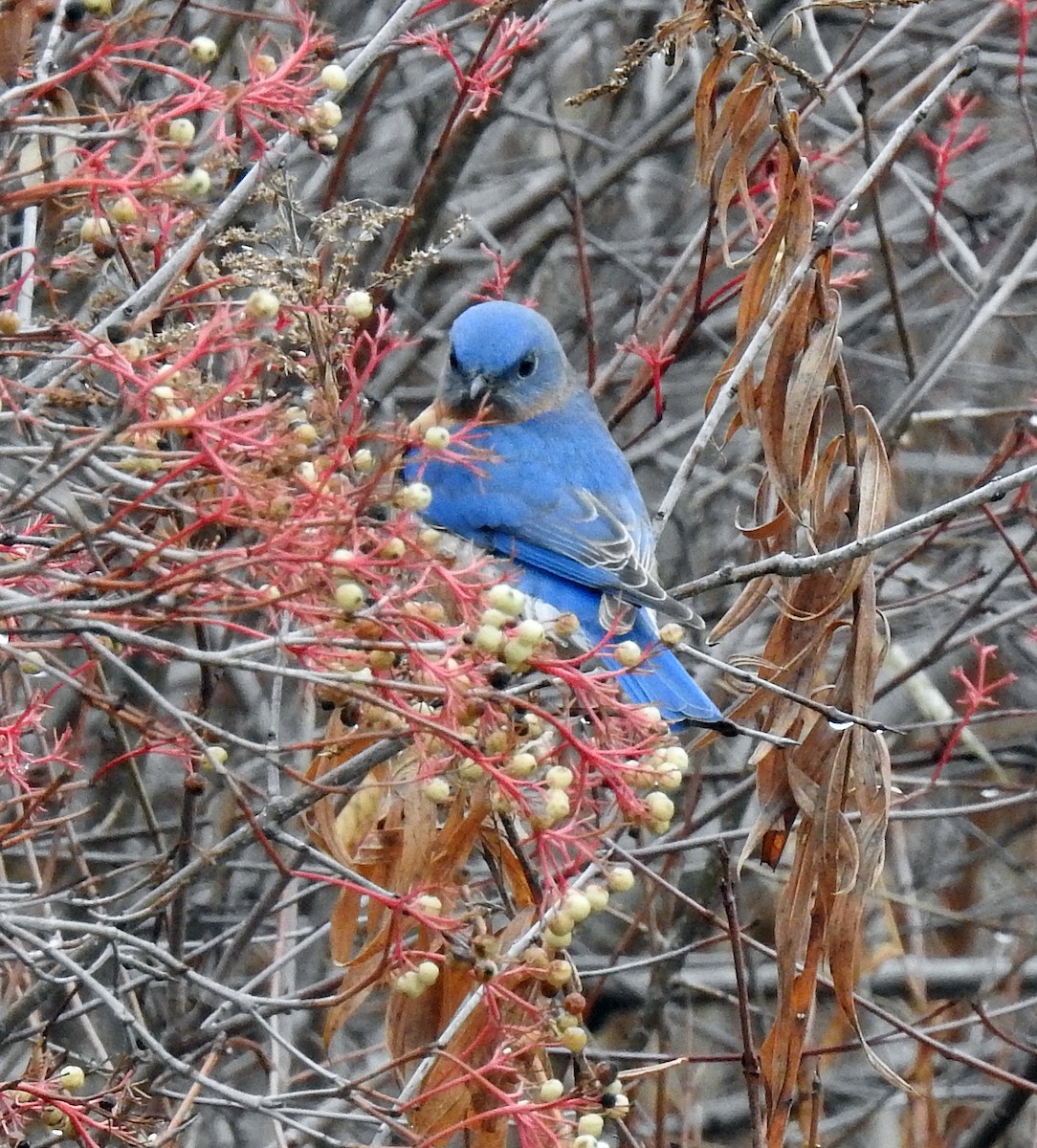 Eastern Bluebird - ML612607283