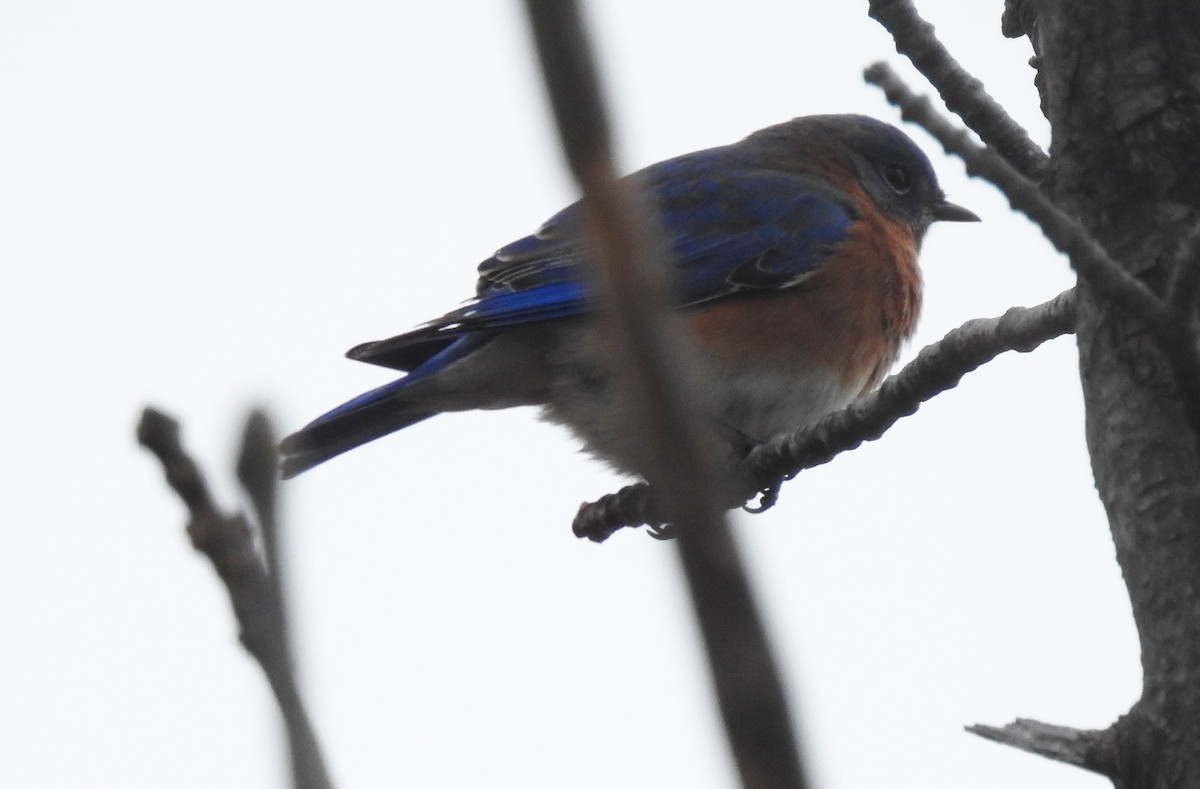 Eastern Bluebird - ML612607285