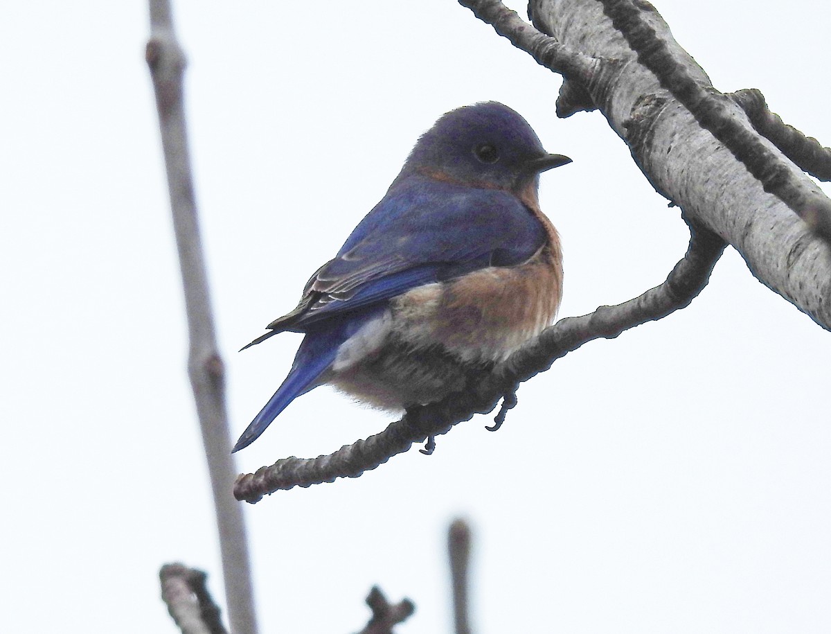 Eastern Bluebird - Theresa Dobko