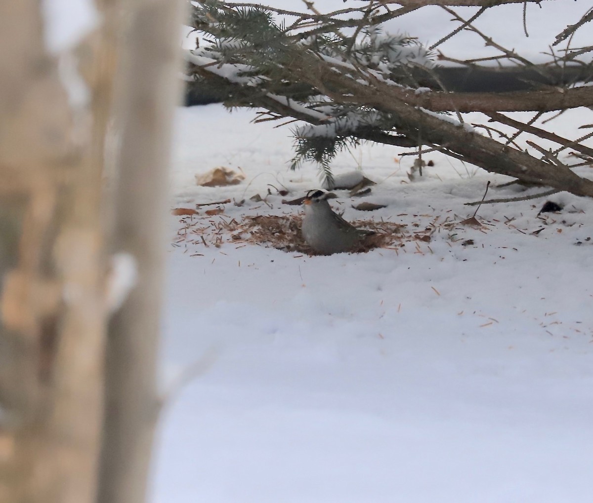 White-crowned Sparrow (Gambel's) - ML612607289