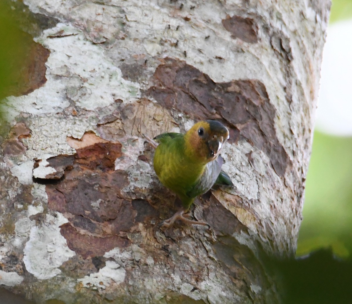 Buff-faced Pygmy-Parrot - ML612607335