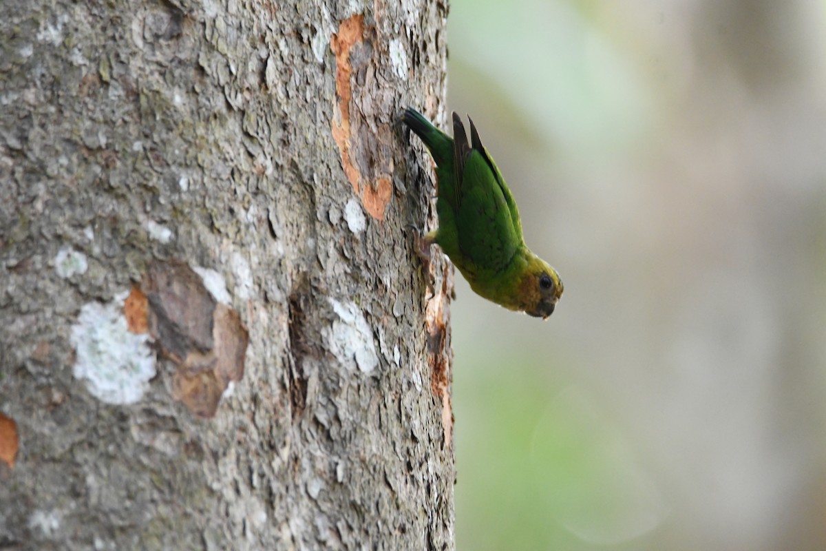 Buff-faced Pygmy-Parrot - ML612607340