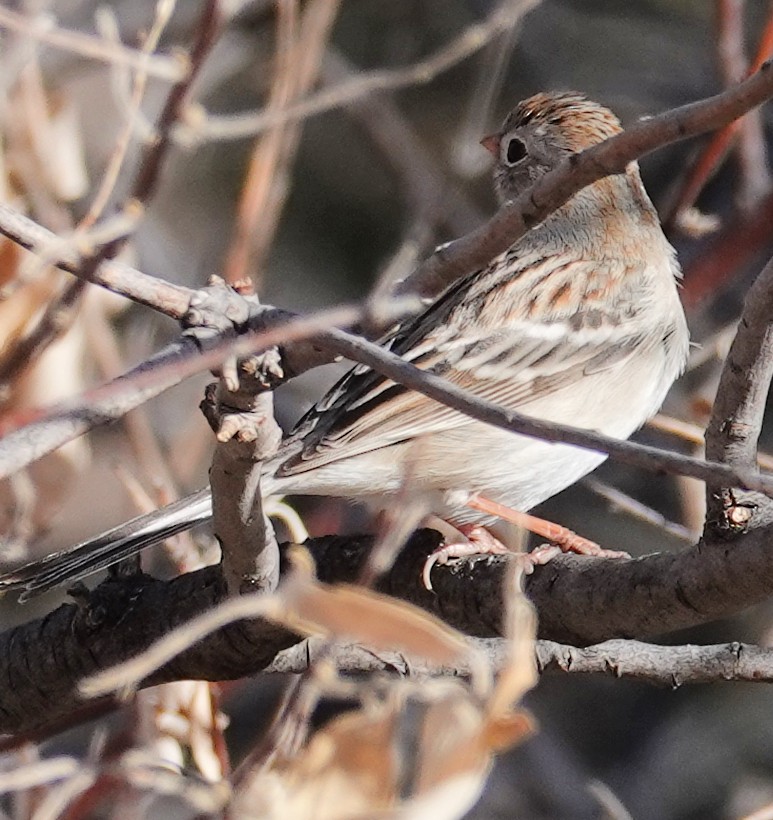 Field Sparrow - ML612607393