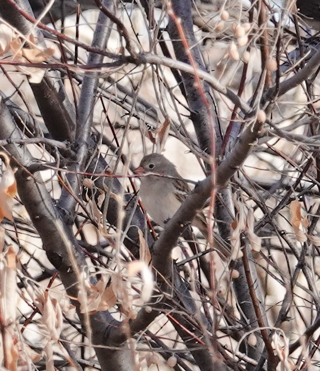 Field Sparrow - ML612607394