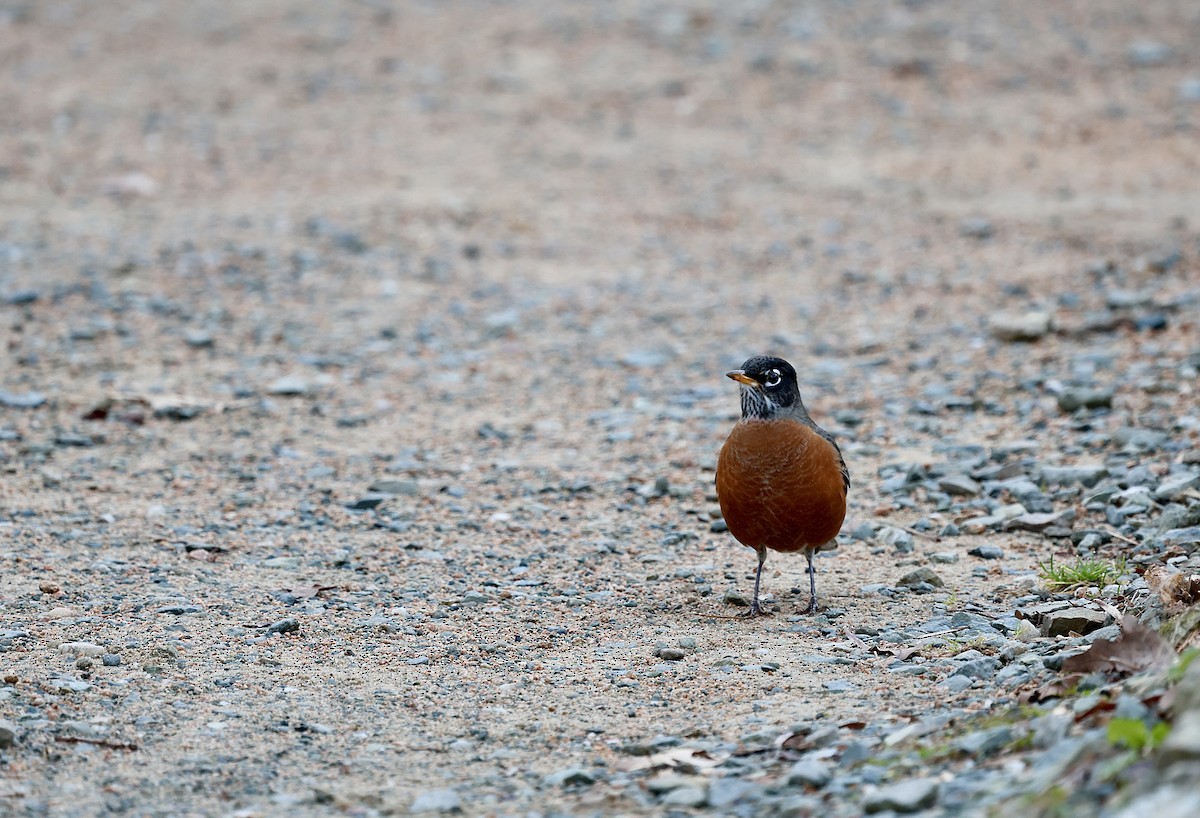 American Robin - ML612607420