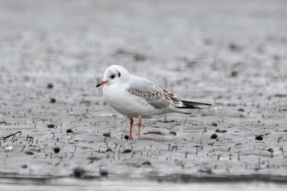 Black-headed Gull - ML612607429