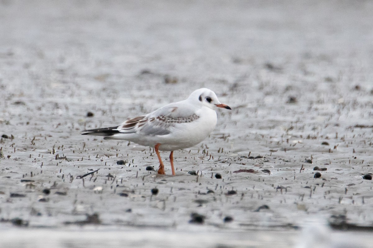 Black-headed Gull - ML612607430