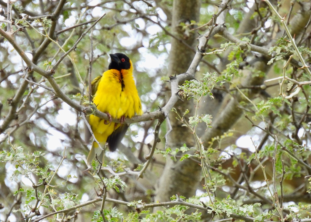 Village Weaver (Black-headed) - ML612607434