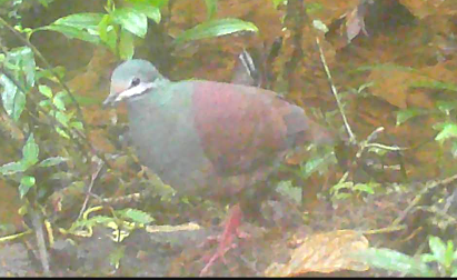 Buff-fronted Quail-Dove - ML612607441