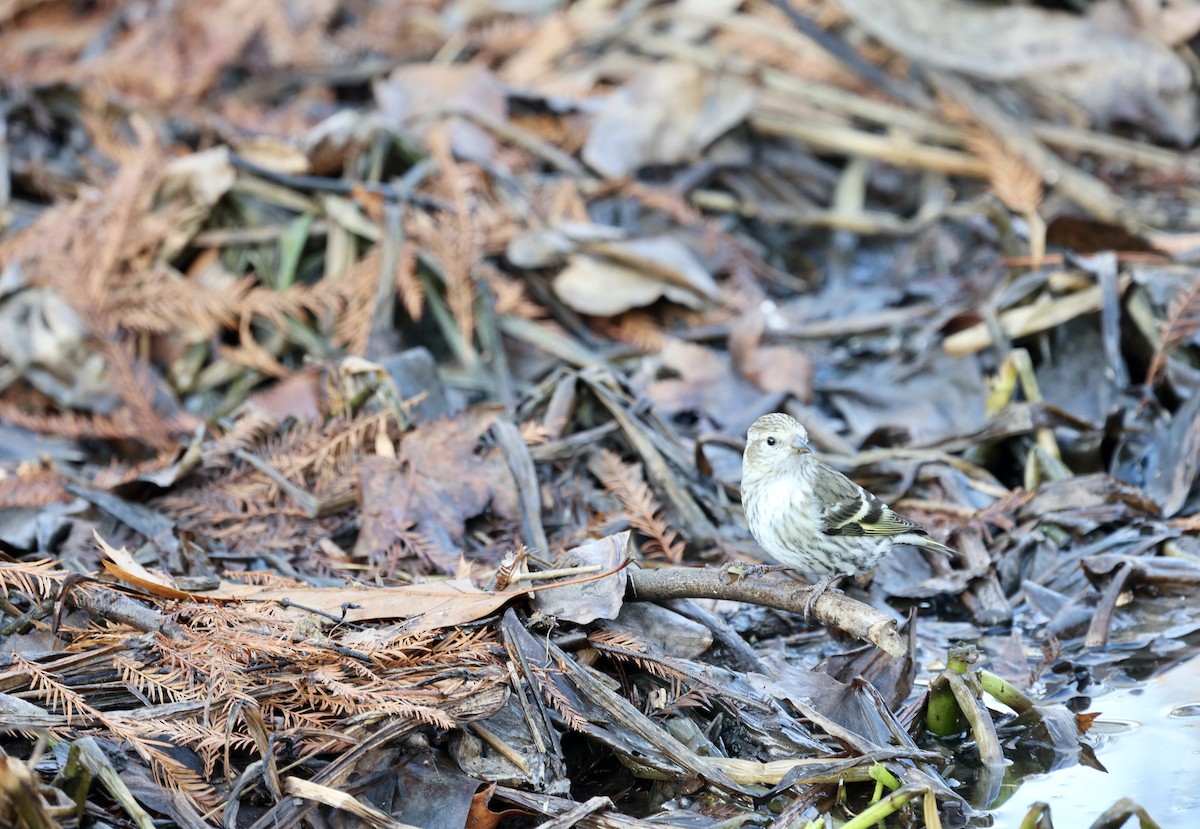 Pine Siskin - Ezra H