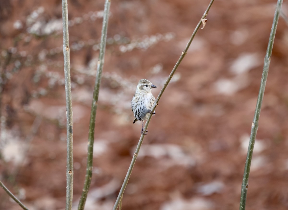 Pine Siskin - ML612607447