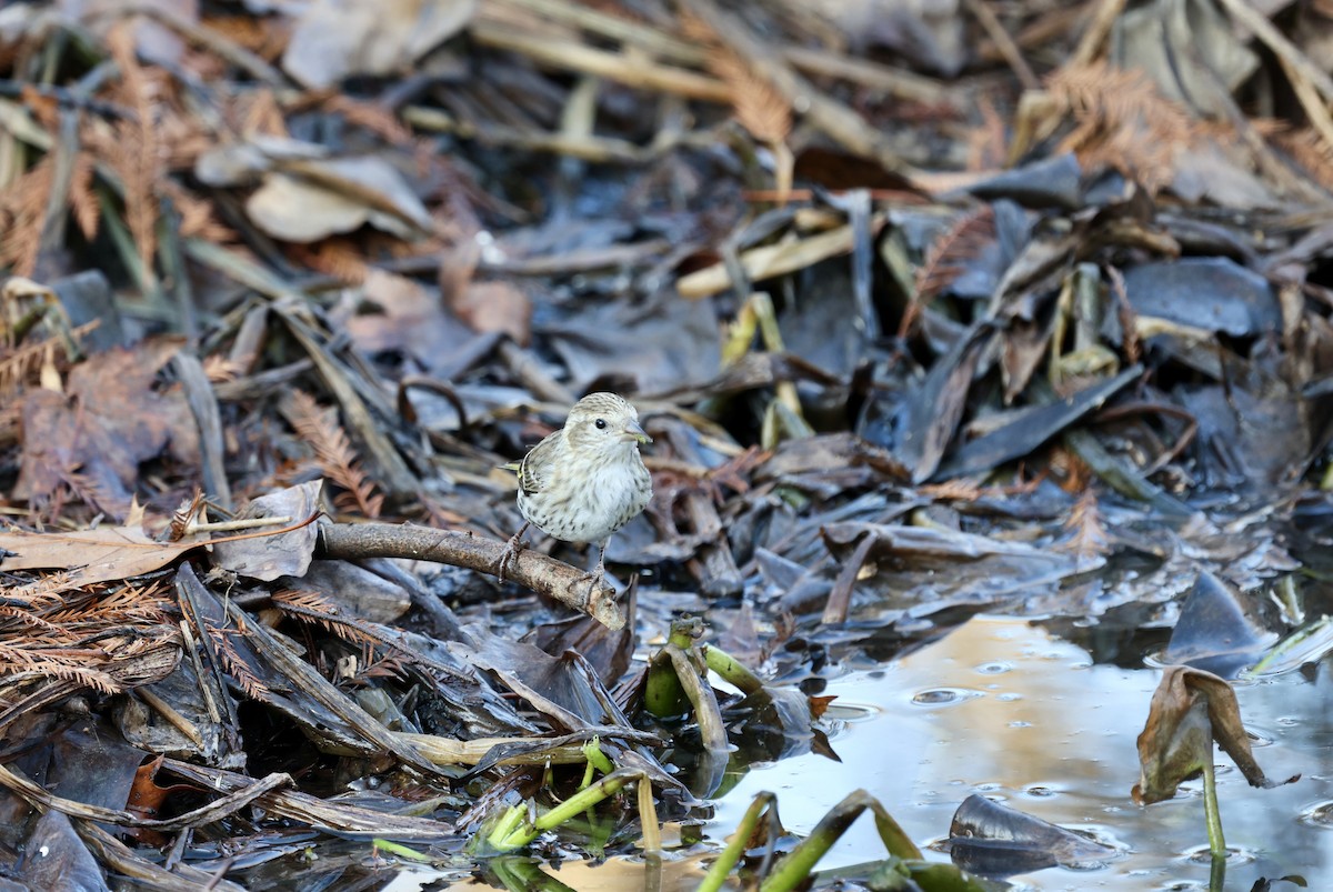 Pine Siskin - Ezra H