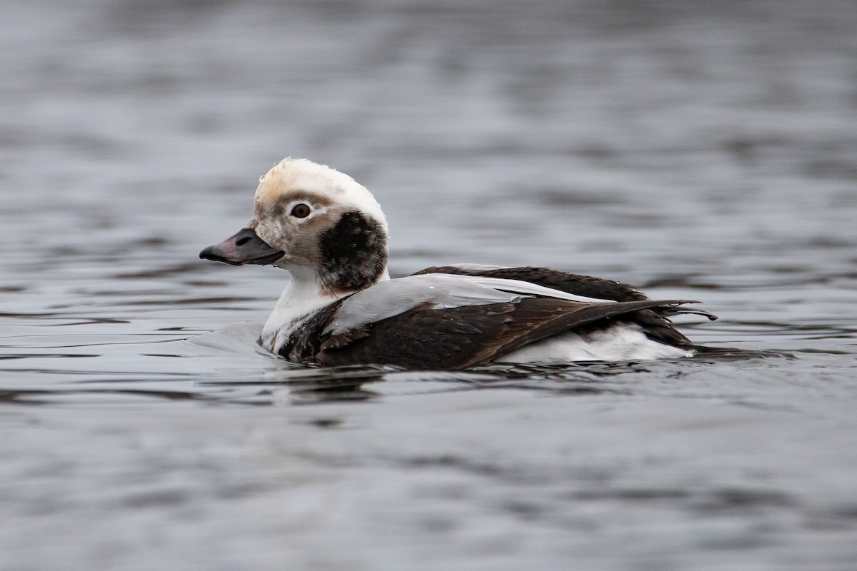 Long-tailed Duck - ML612607449