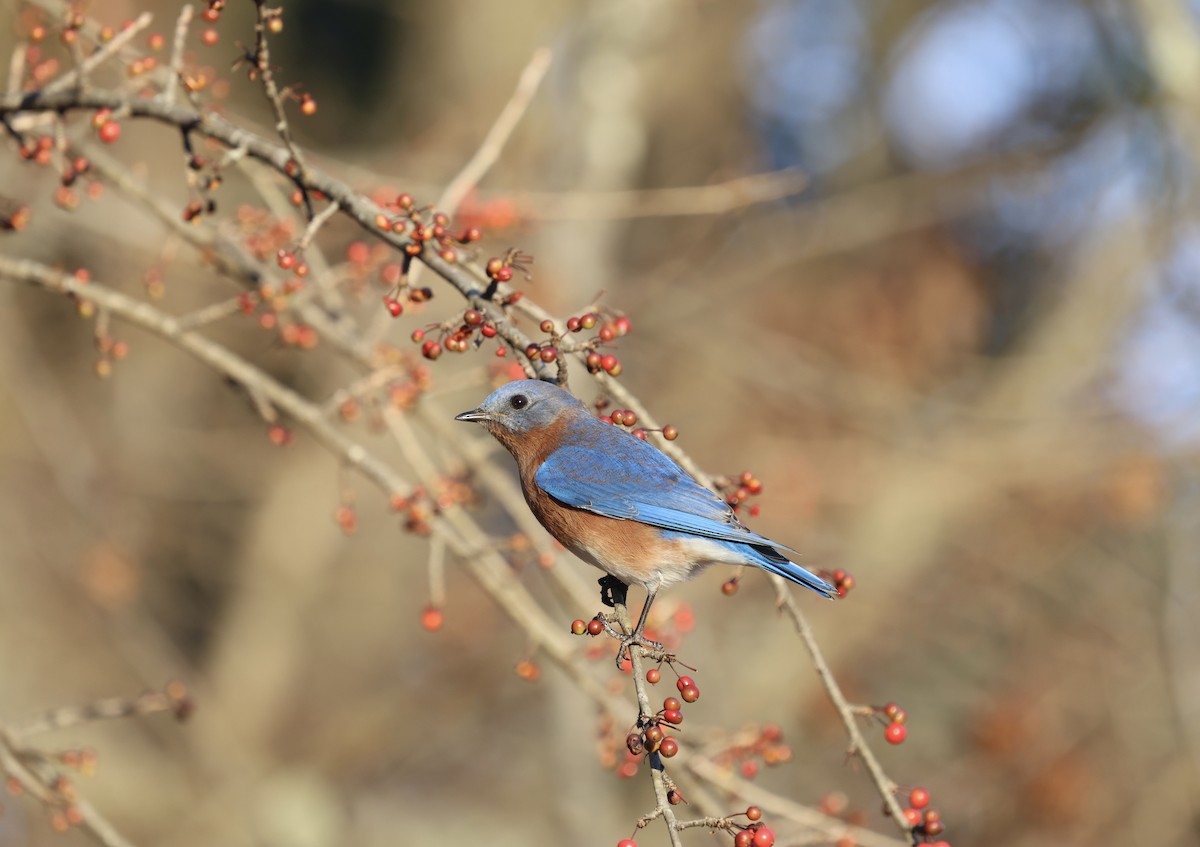 Eastern Bluebird - Ezra H