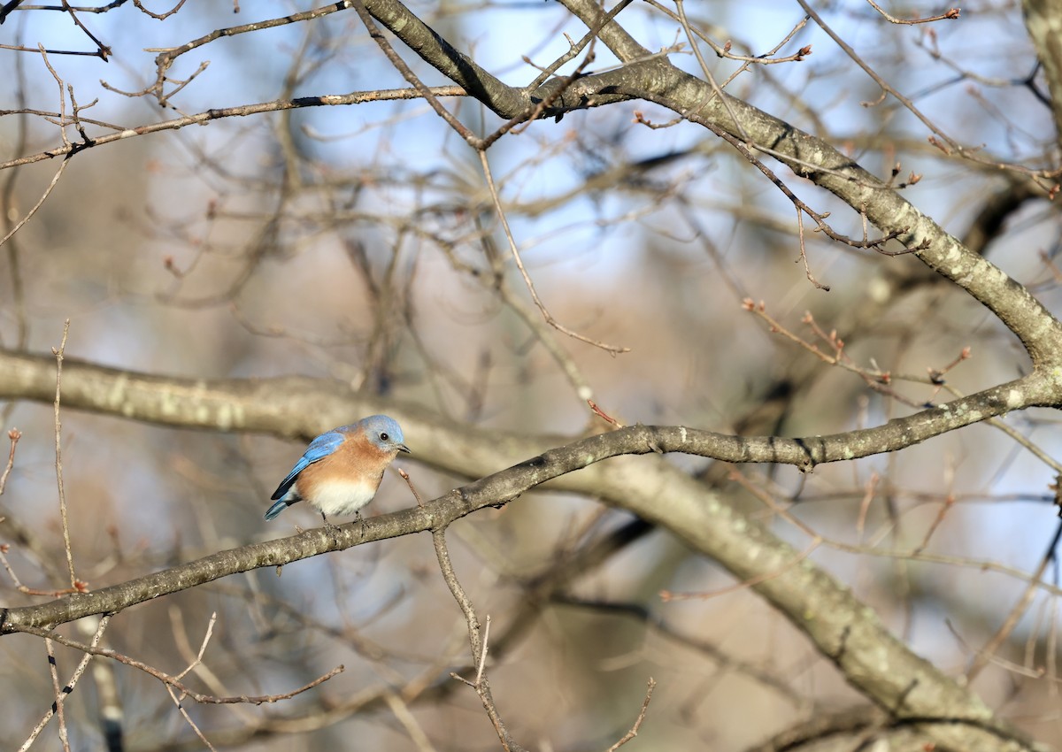 Eastern Bluebird - Ezra H