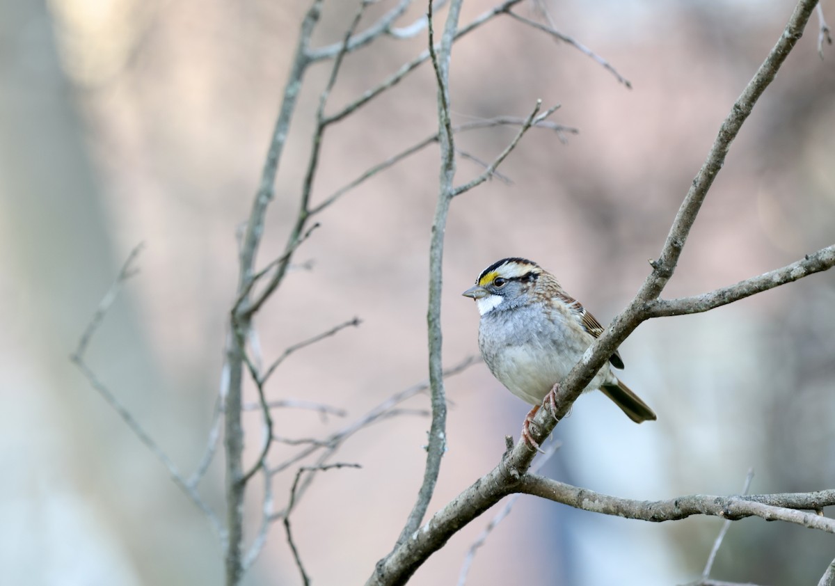 White-throated Sparrow - Ezra H