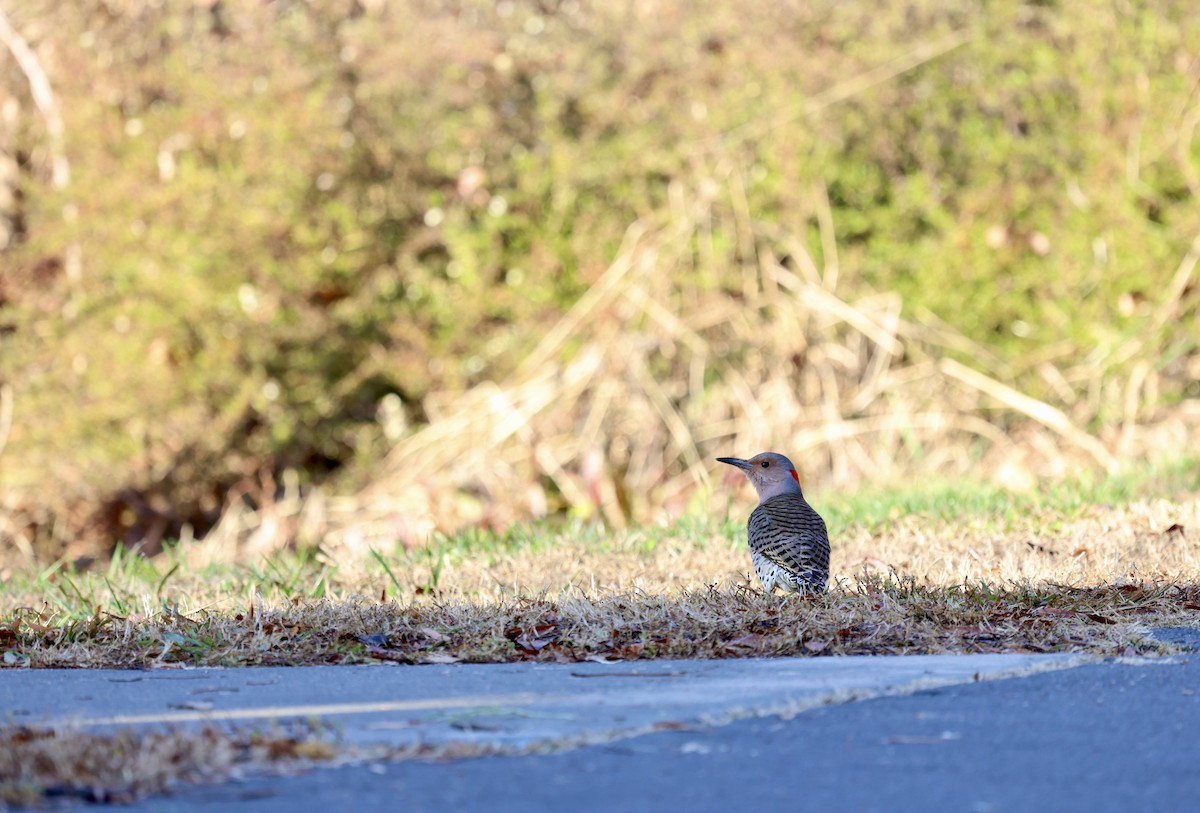 Northern Flicker - ML612607488