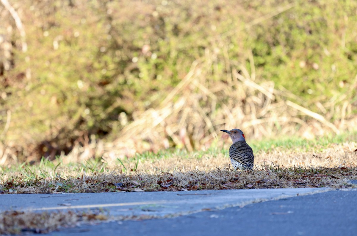 Northern Flicker - Ezra H